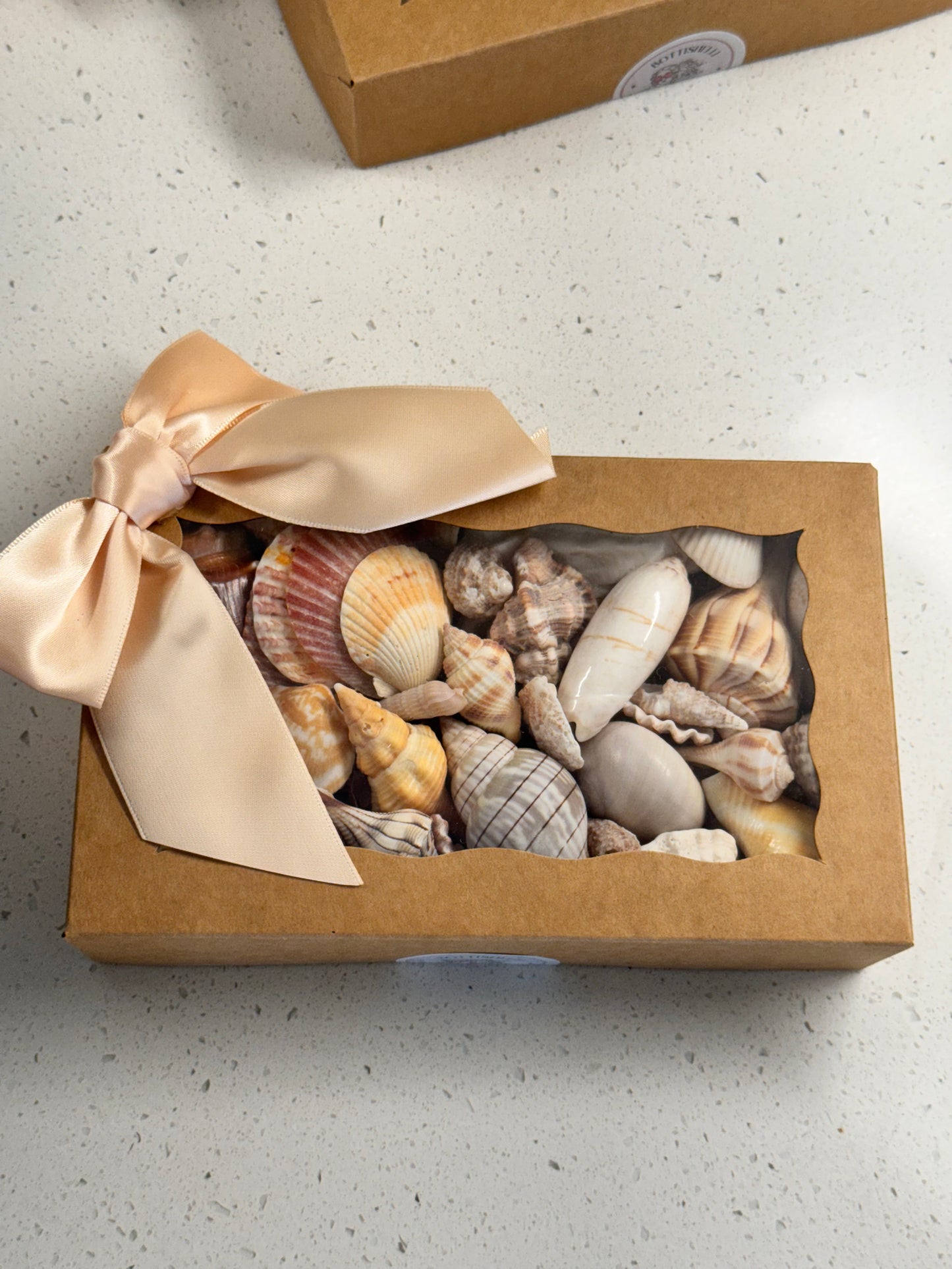 Shell mystery boxes